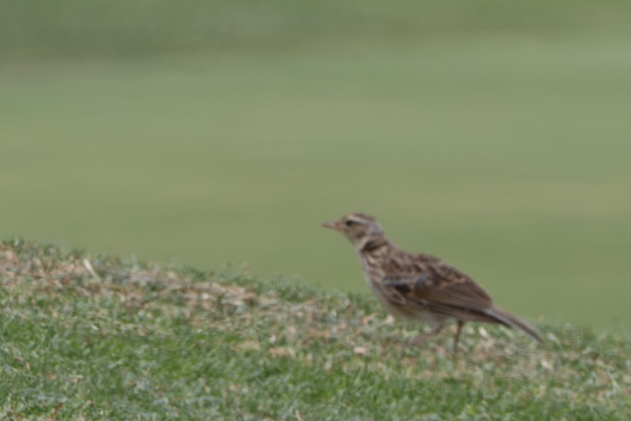 Alondra Común - ML644668119