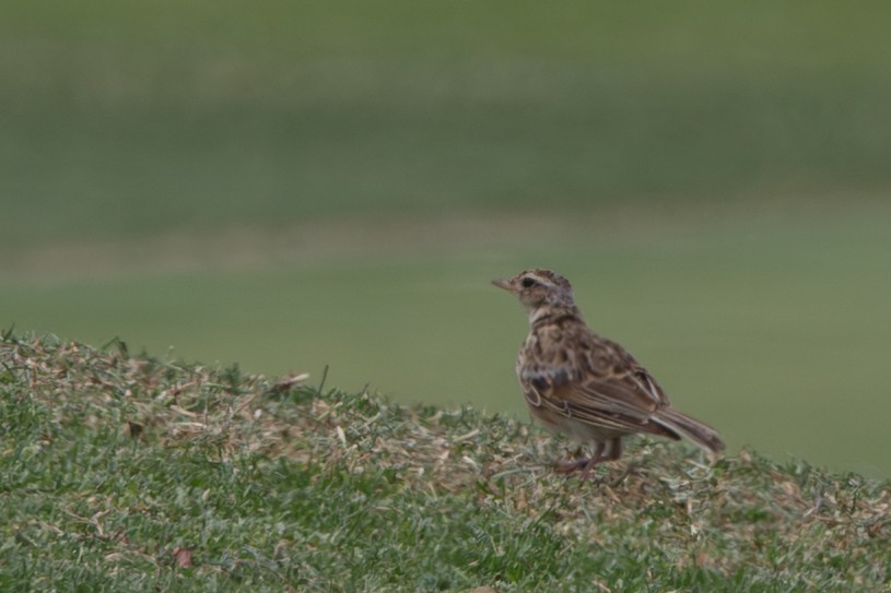 Alondra Común - ML644668120