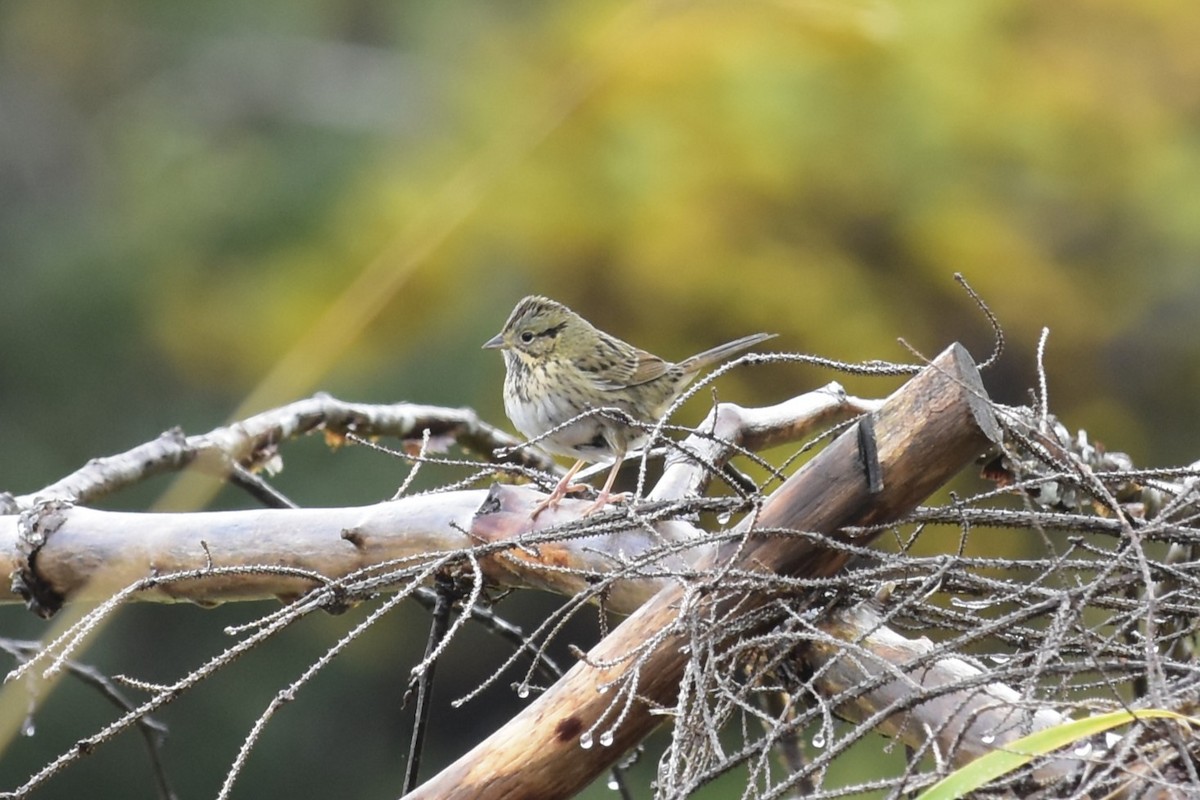 gråbrynspurv - ML644668124