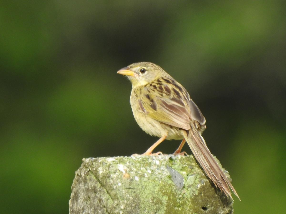 Wedge-tailed Grass-Finch - ML644668125