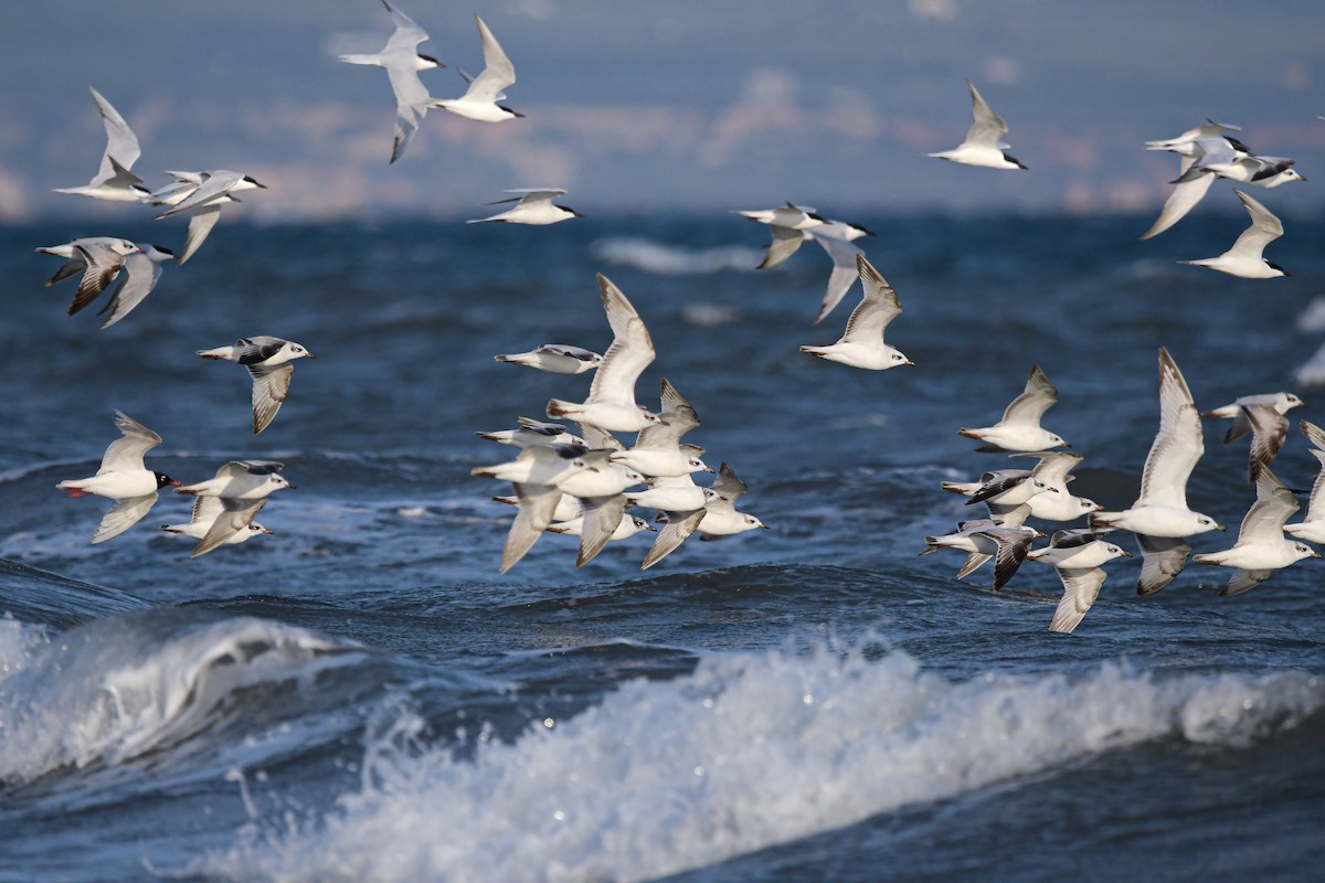 Mediterranean Gull - ML644668127