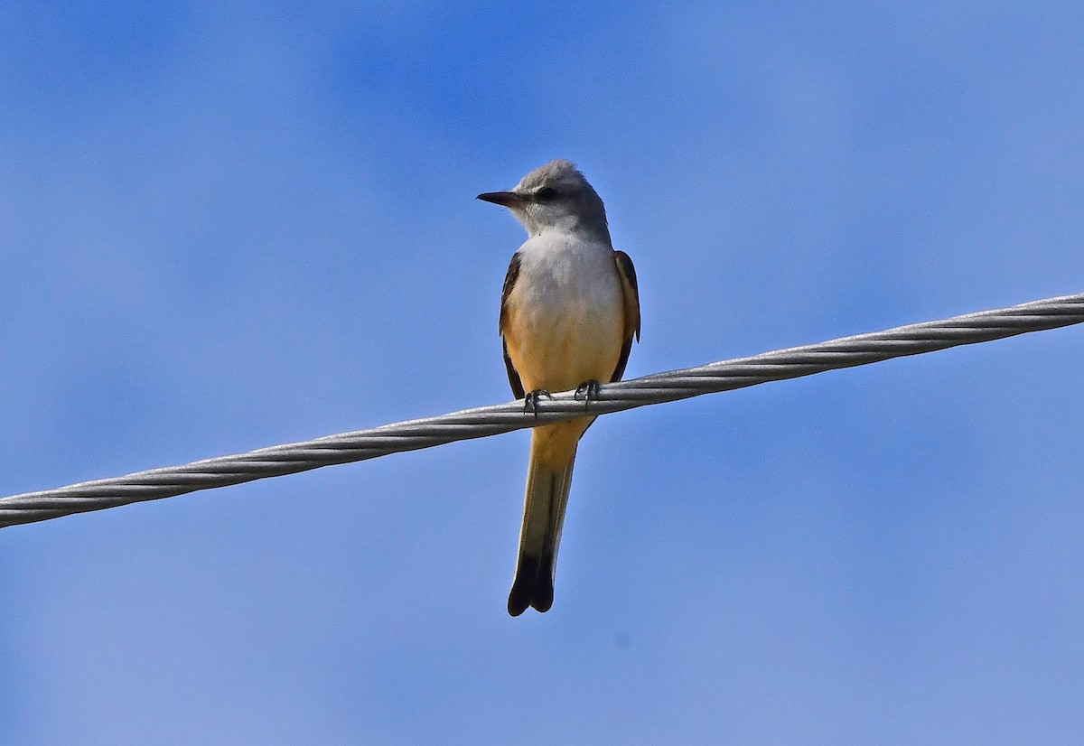 エンビタイランチョウ - ML644668128