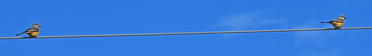 エンビタイランチョウ - ML644668135