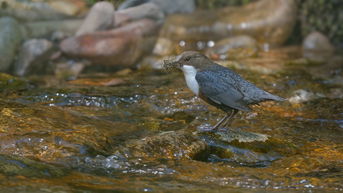 Пронурок біловолий - ML644668140