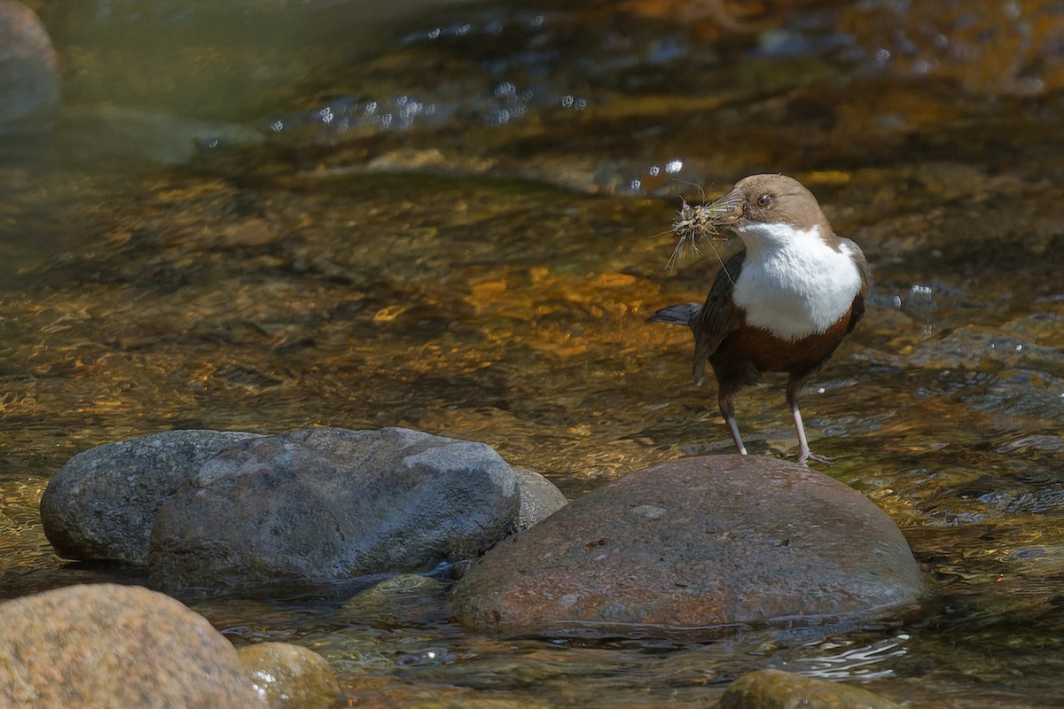 Пронурок біловолий - ML644668151