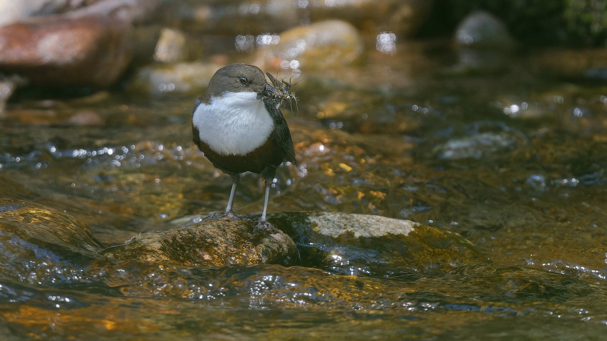 Пронурок біловолий - ML644668152