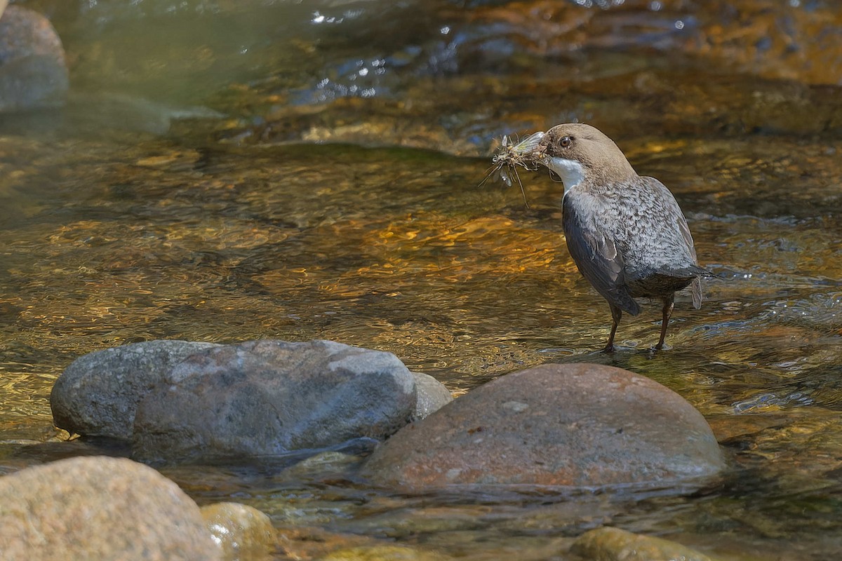 Пронурок біловолий - ML644668153