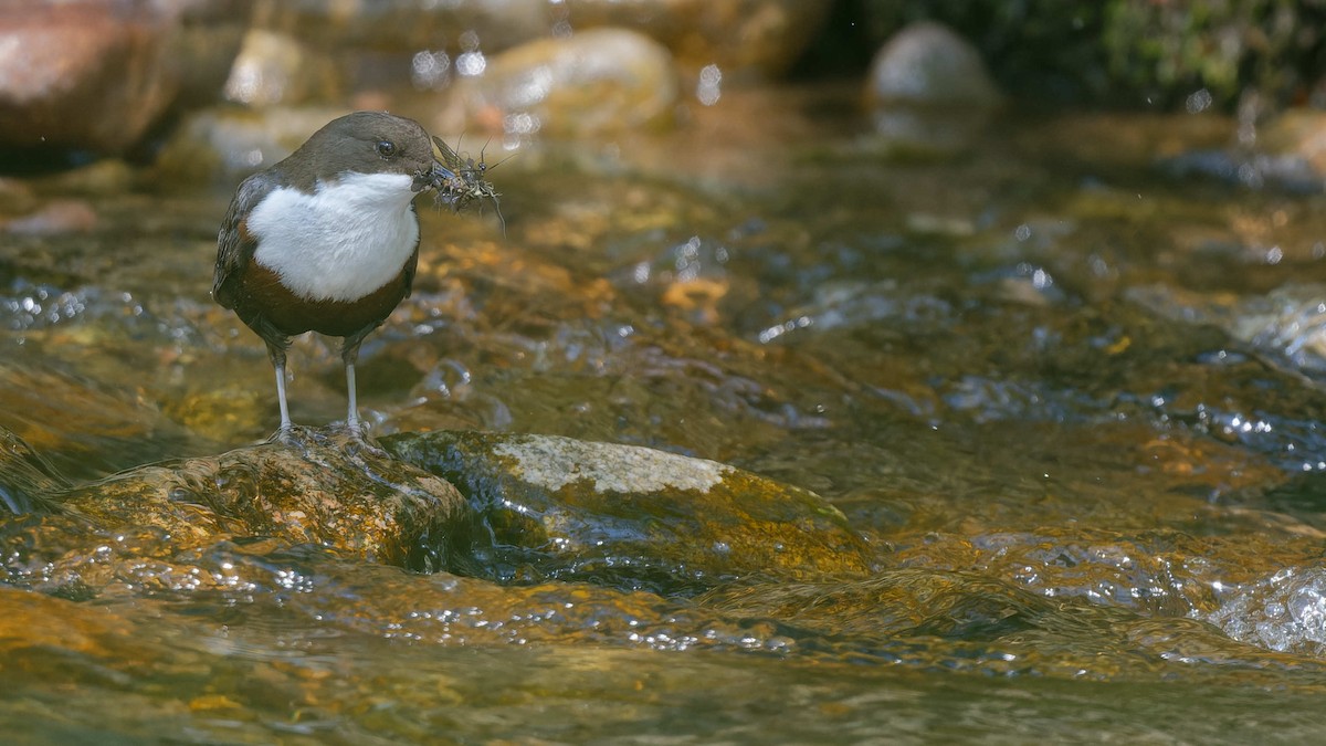 Пронурок біловолий - ML644668154