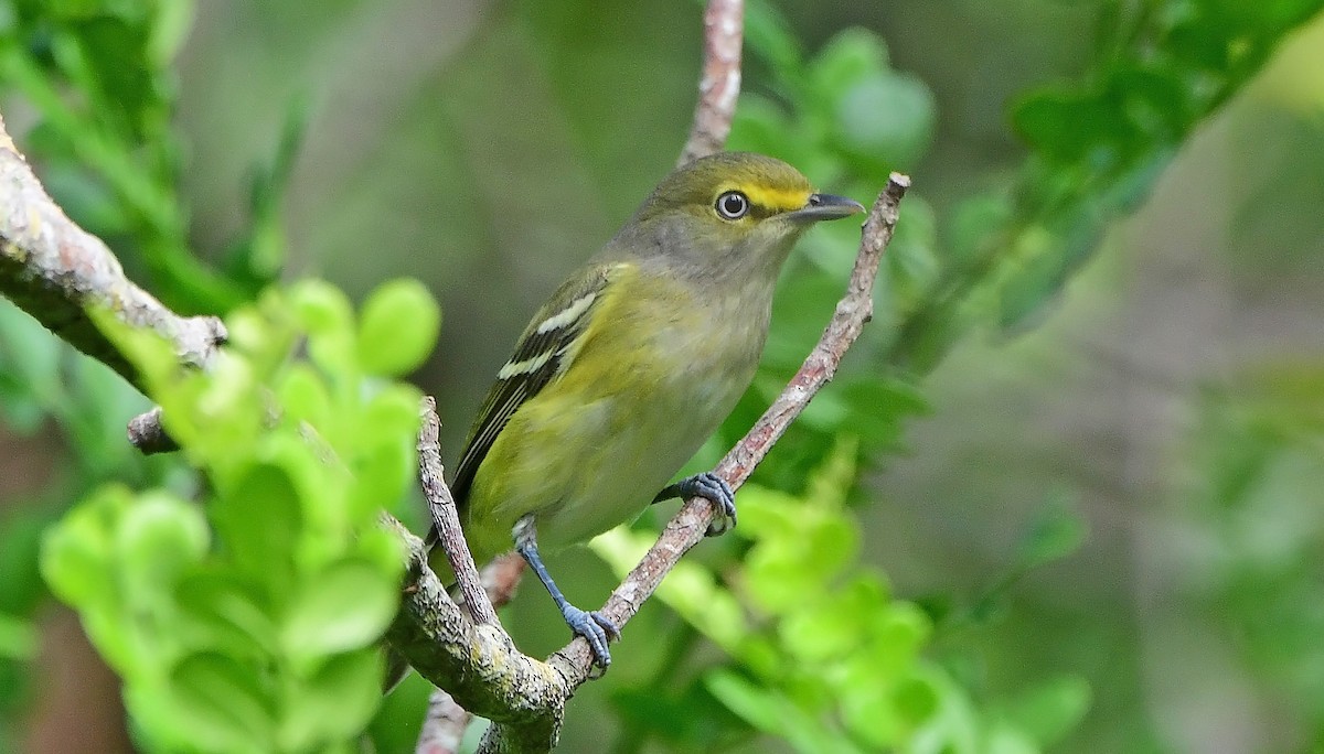 メジロモズモドキ - ML644668165