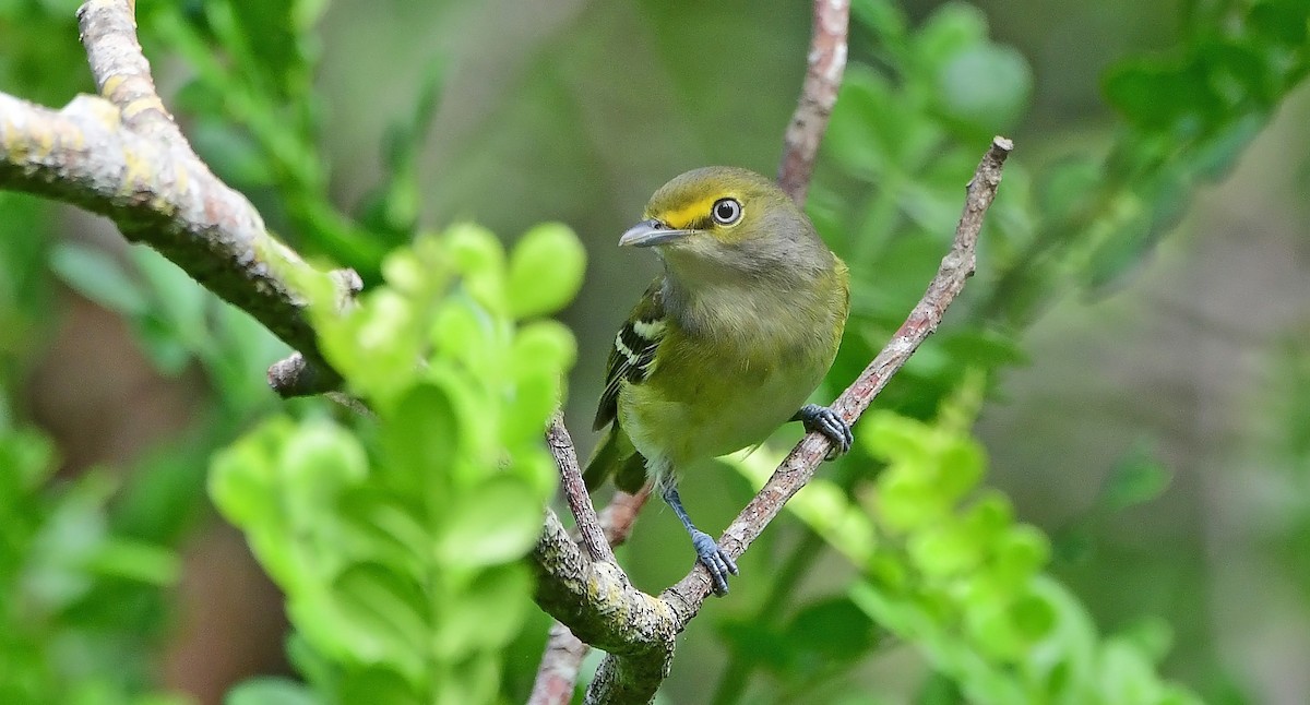 メジロモズモドキ - ML644668169