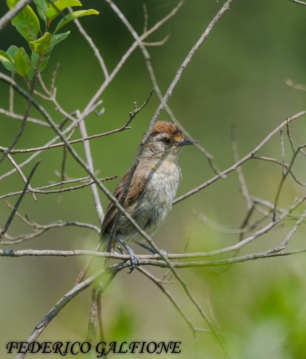 Rufous-capped Antshrike - ML644668170