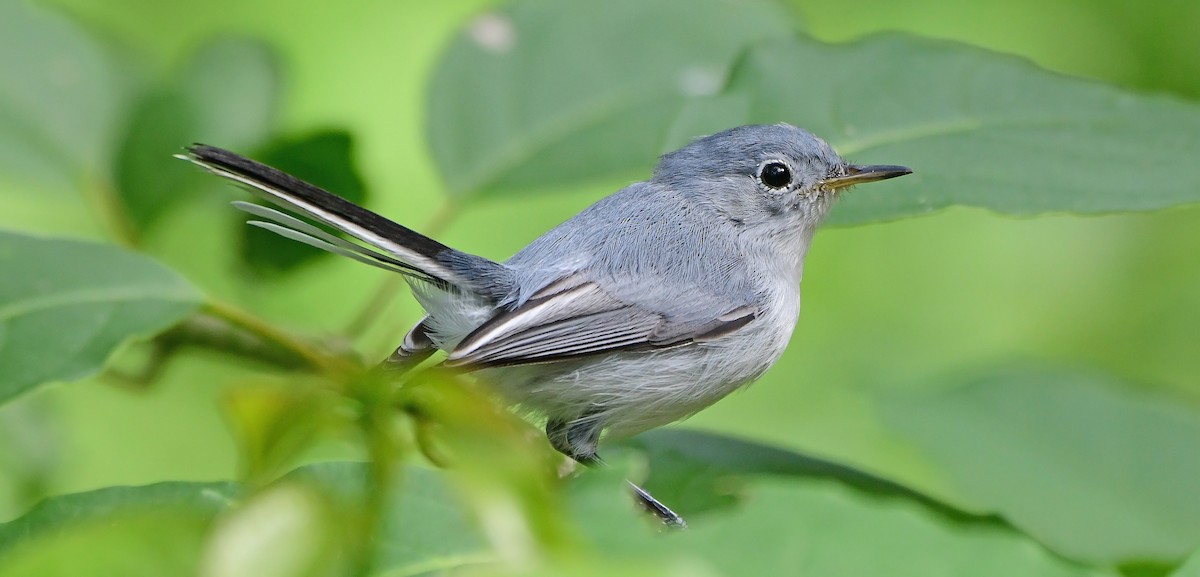 Blue-gray Gnatcatcher - ML644668176