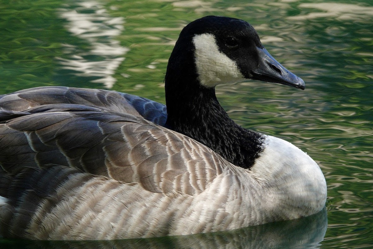Canada Goose - ML644668178