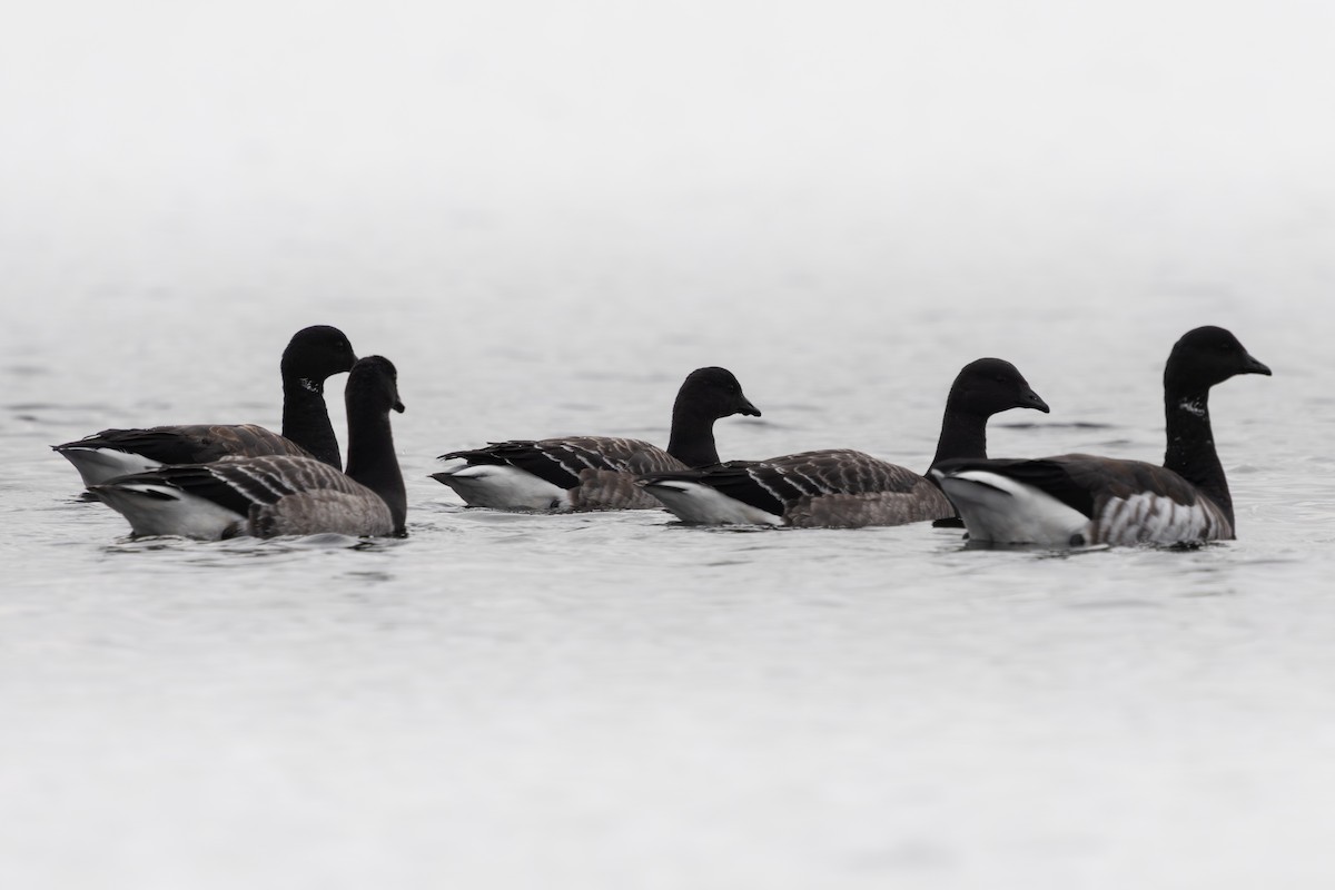 Barnacla Carinegra (Groenlandesa) - ML644668183
