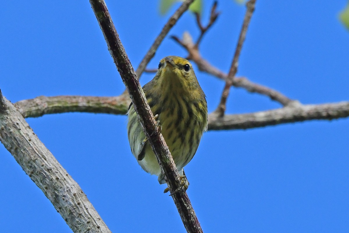 Reinita Atigrada - ML644668184