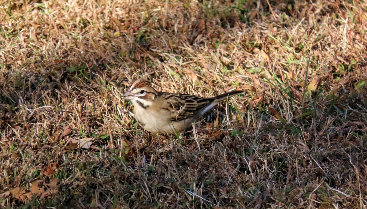 Lark Sparrow - ML644668185