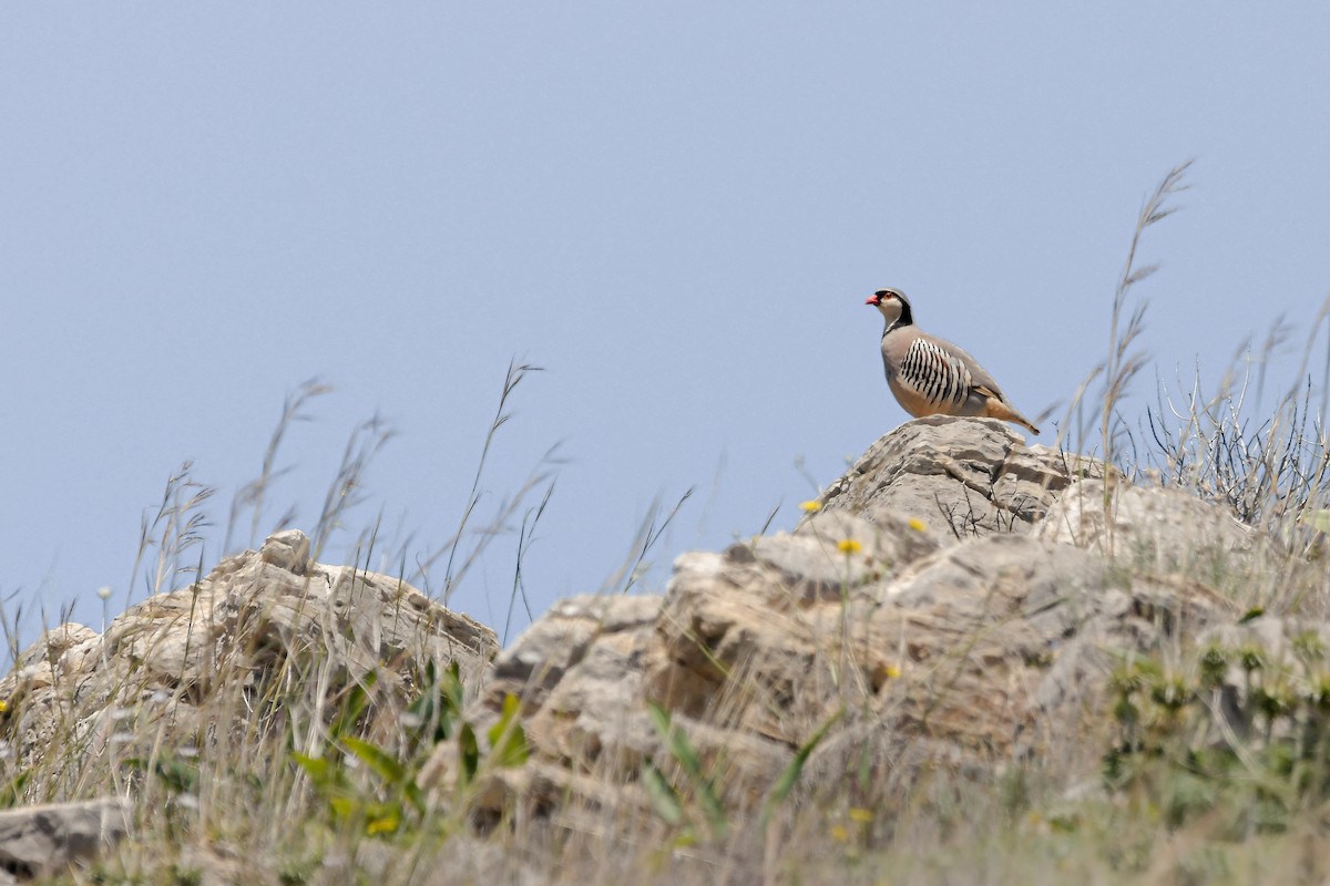 Perdiz Griega - ML644668186