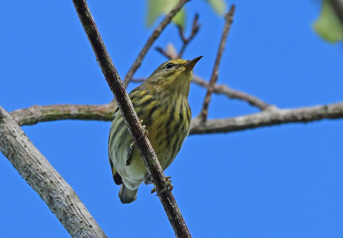 Reinita Atigrada - ML644668187