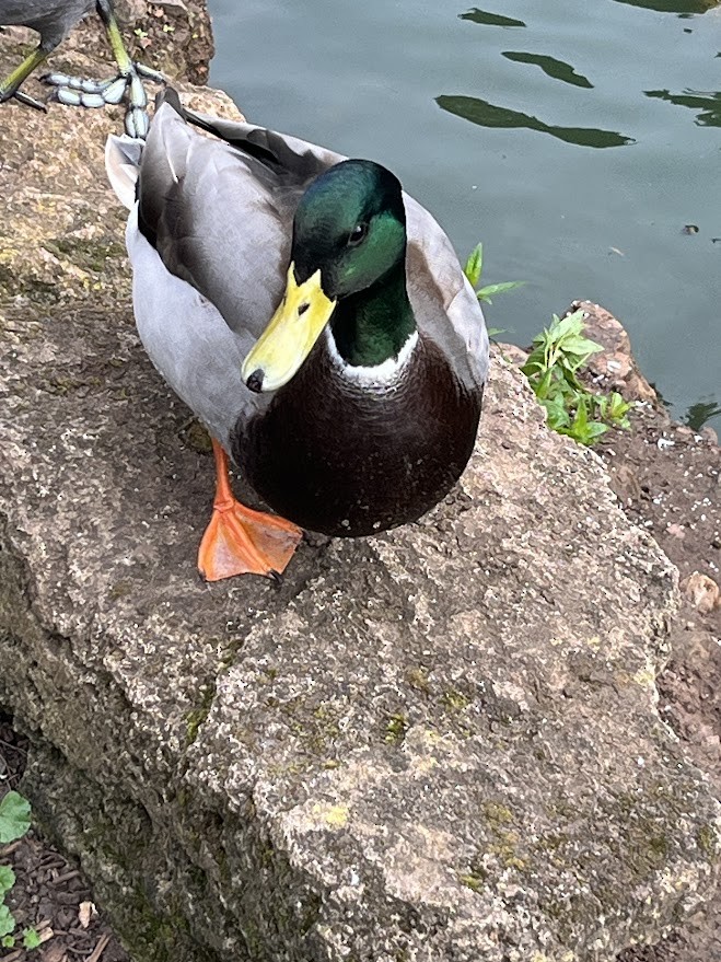 Ánade Azulón - ML644668188