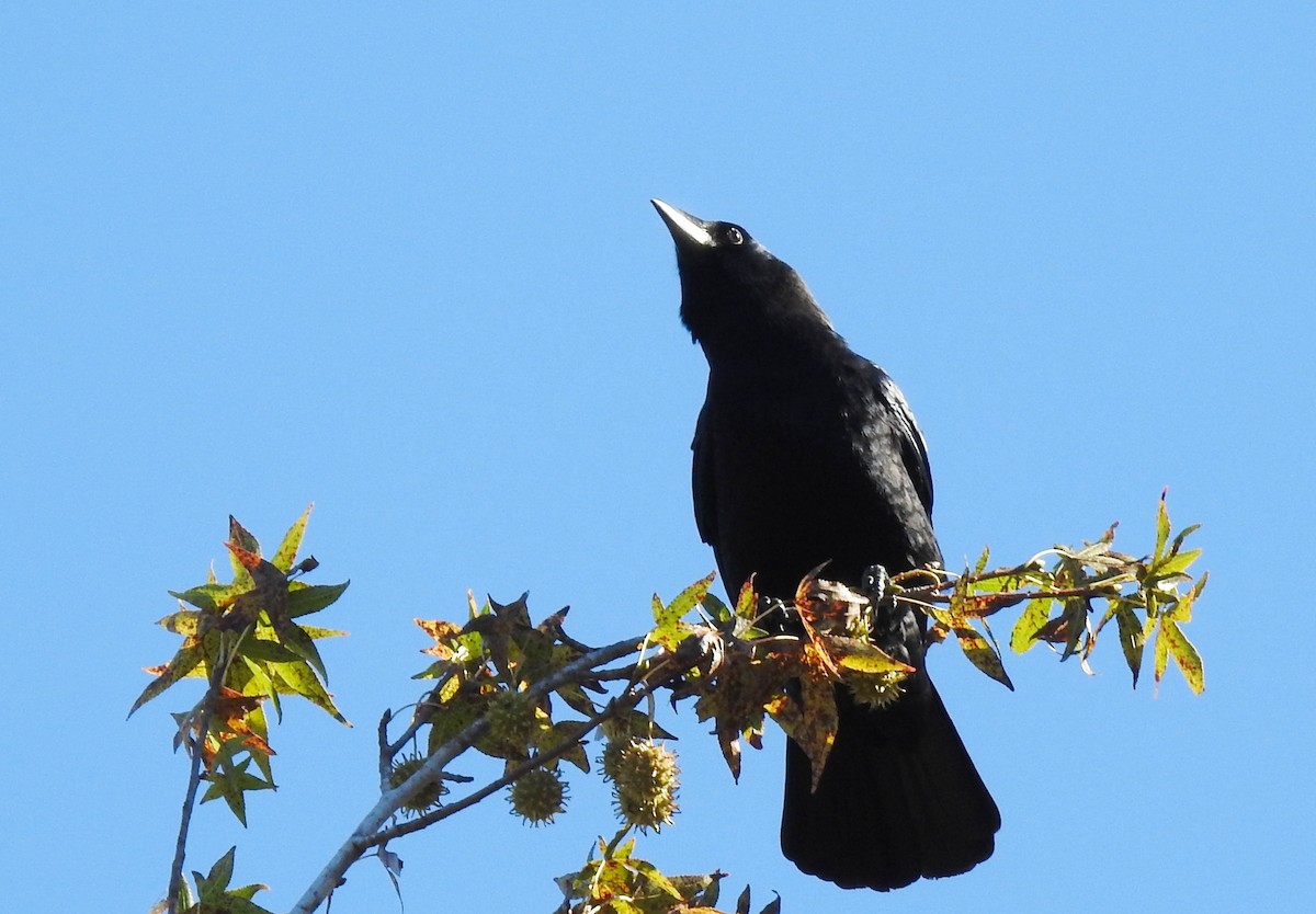 Cuervo Americano - ML644668189