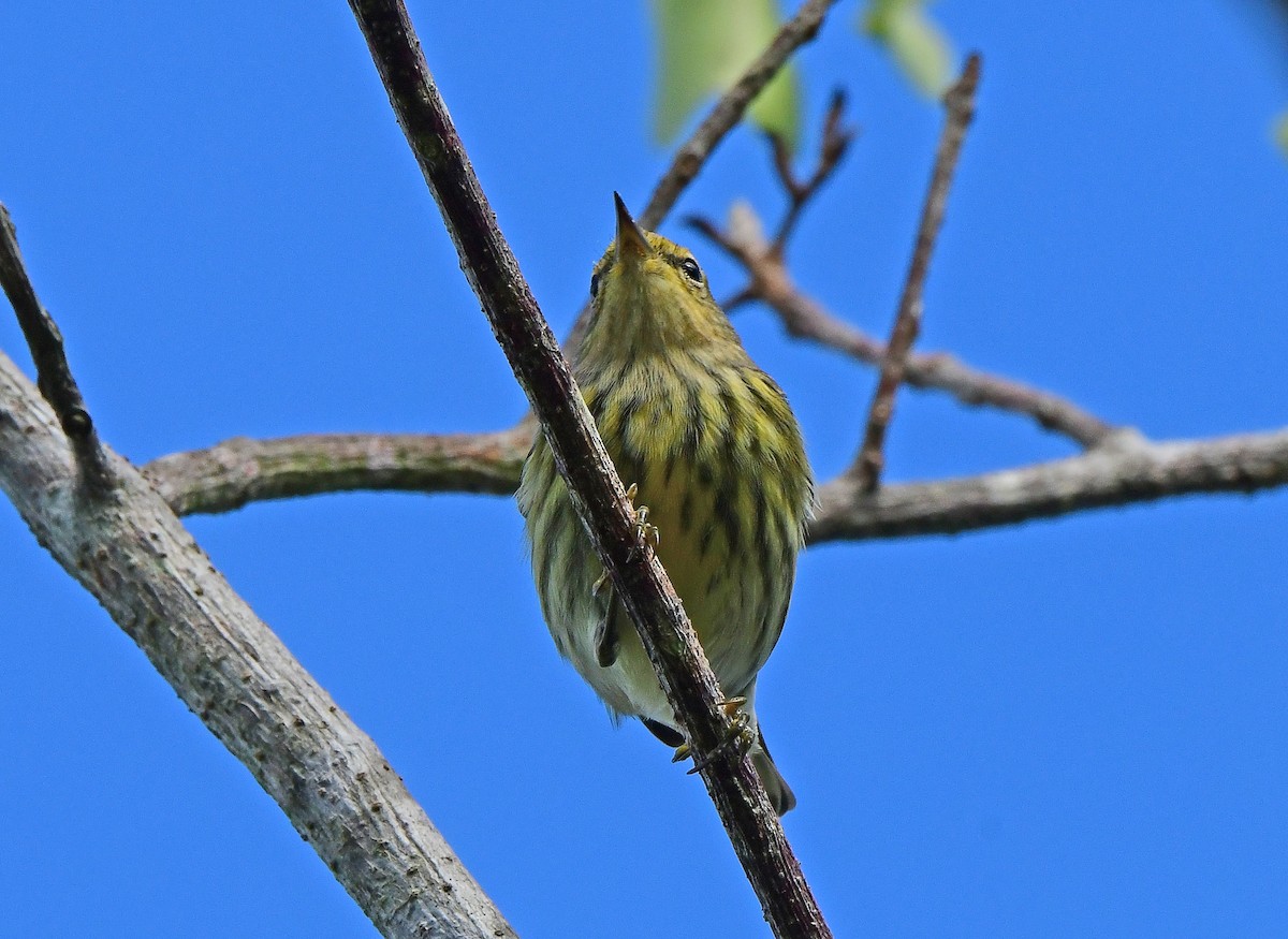 Reinita Atigrada - ML644668190