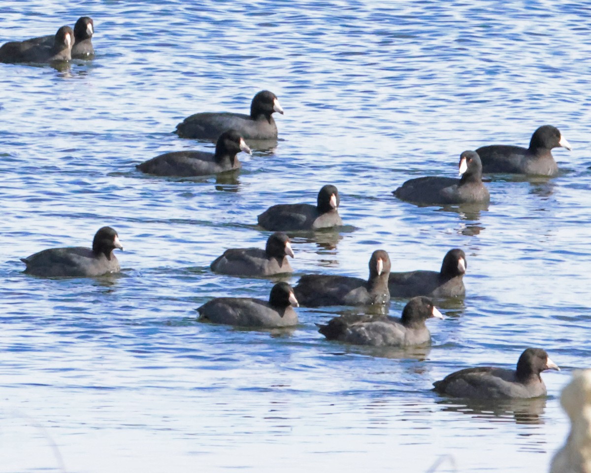 Focha Americana - ML644668191