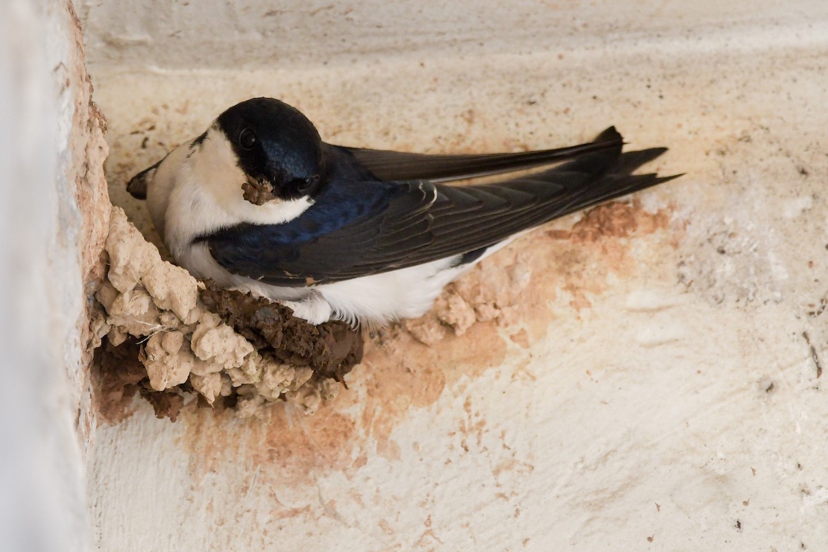 Avión Común Occidental - ML644668192