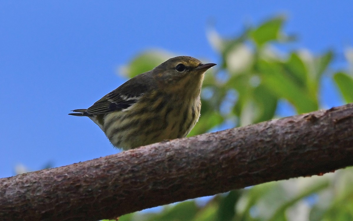 Reinita Atigrada - ML644668193