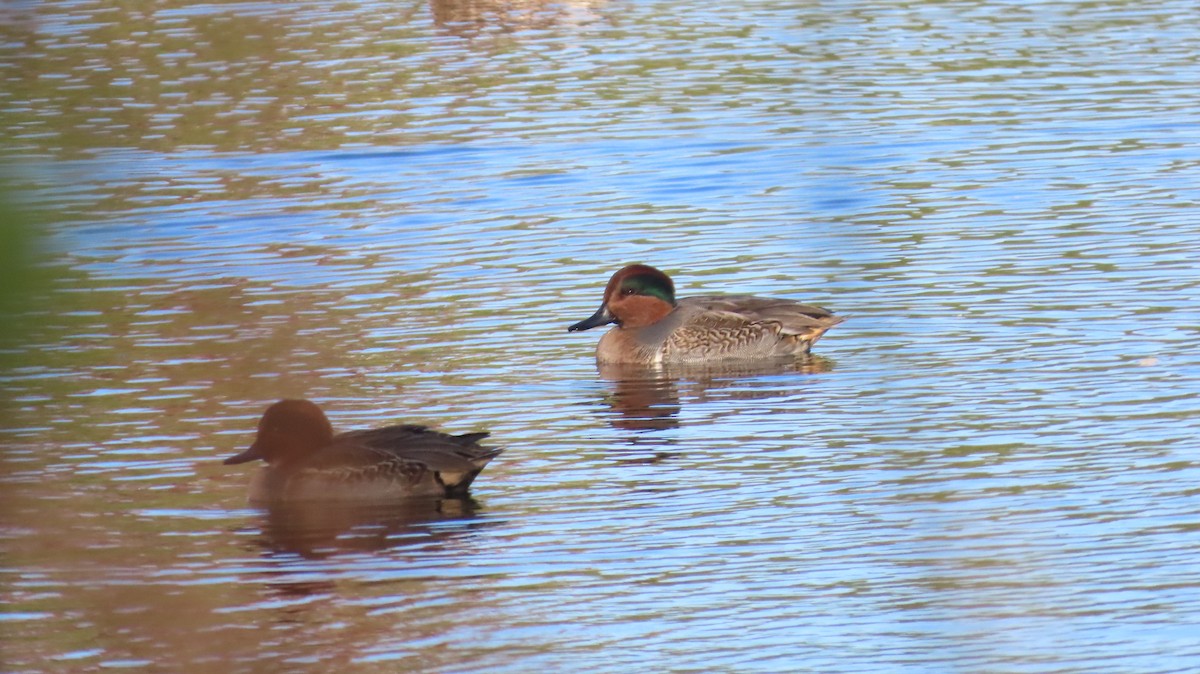 Cerceta Común (Americana) - ML644668195