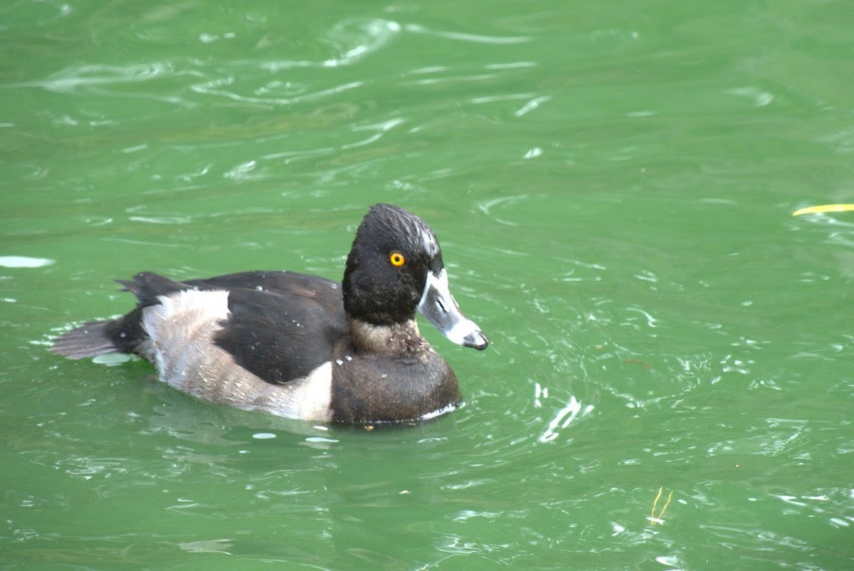 Porrón Acollarado - ML644668198