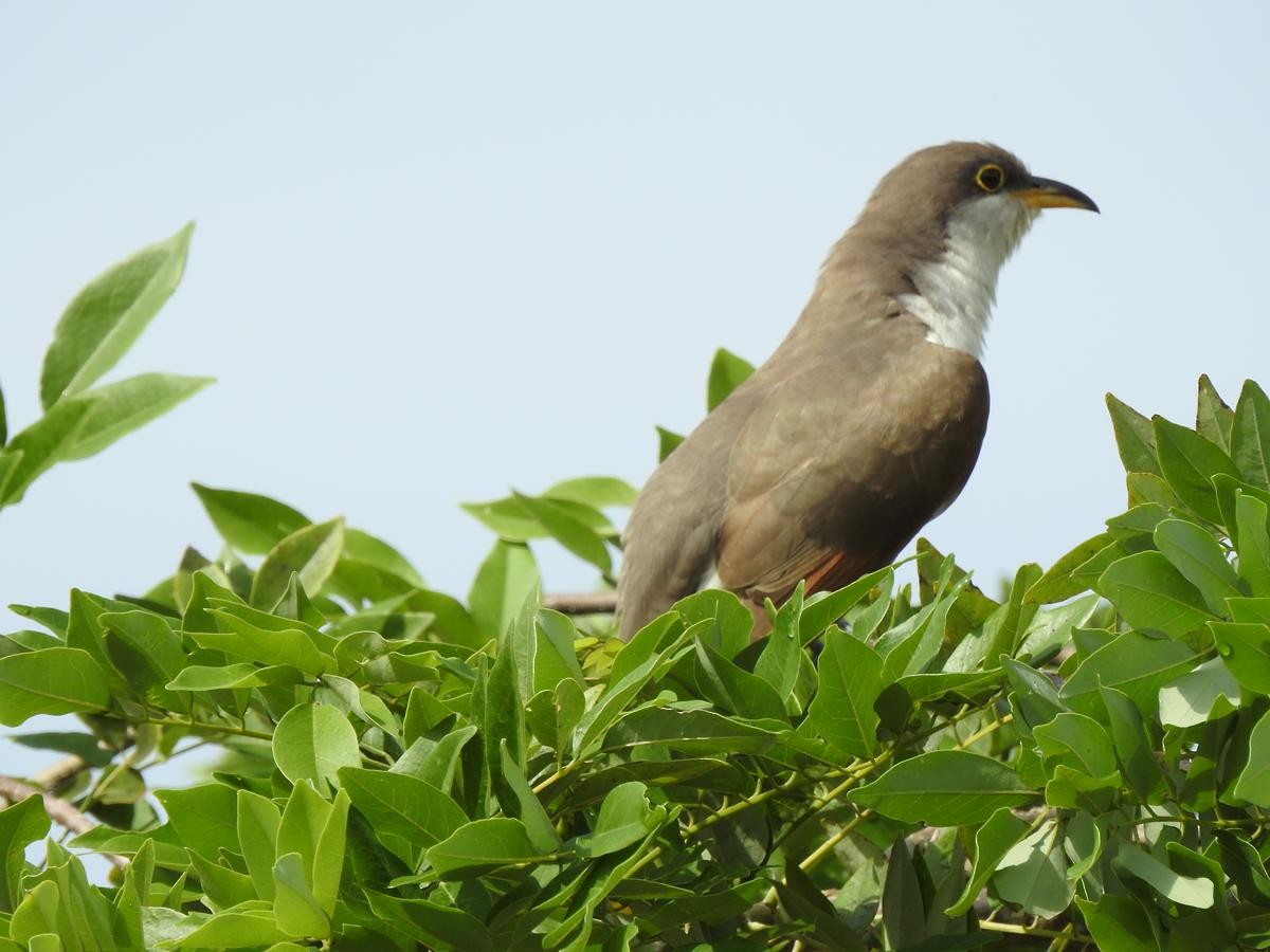 Cuclillo Piquigualdo - ML644668199