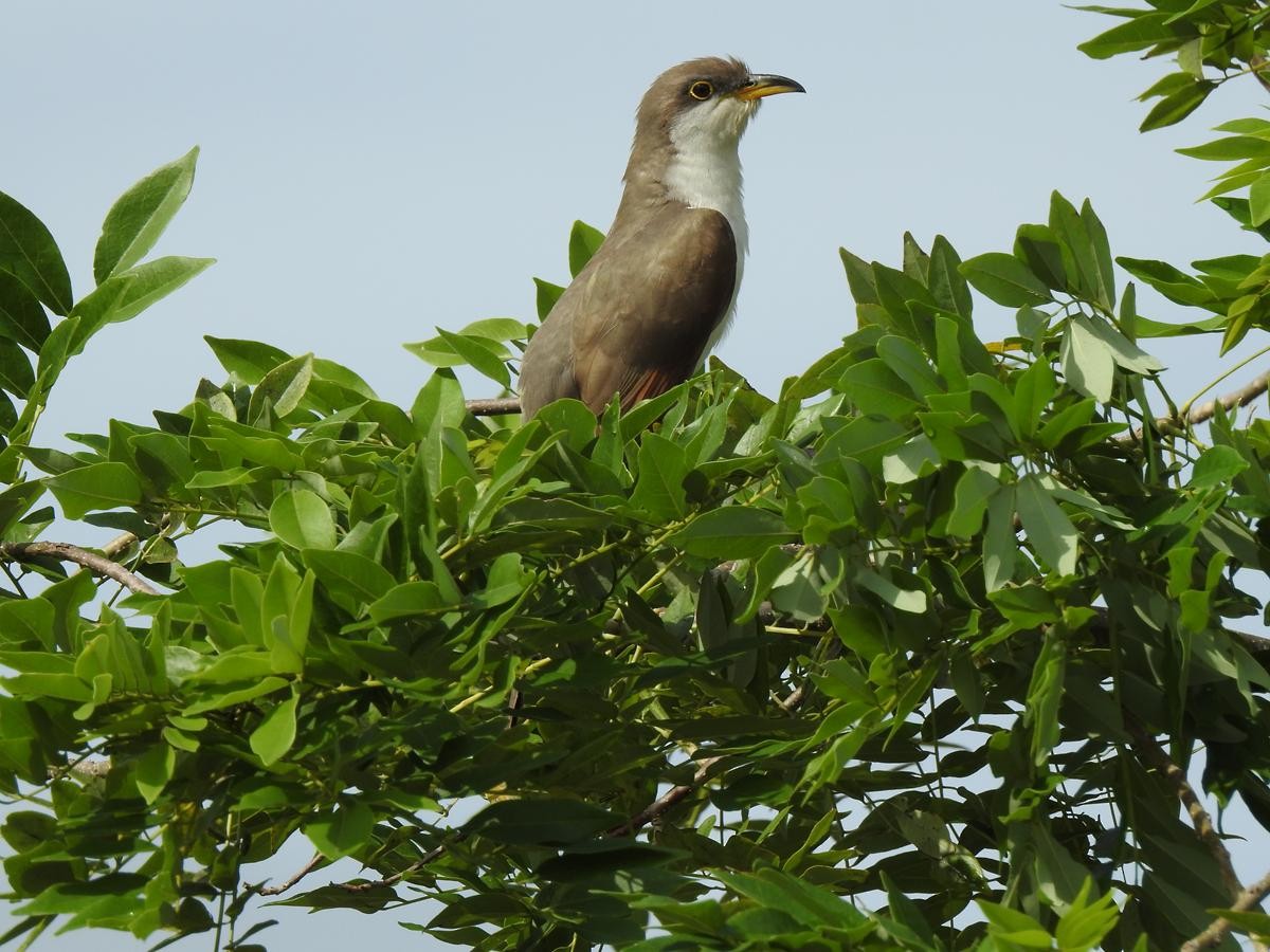 Cuclillo Piquigualdo - ML644668200