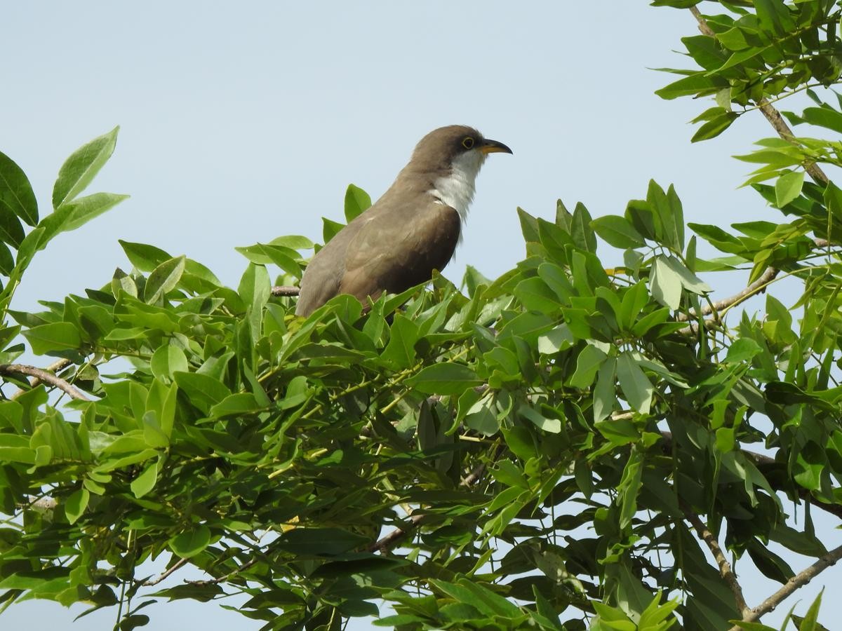 Cuclillo Piquigualdo - ML644668201