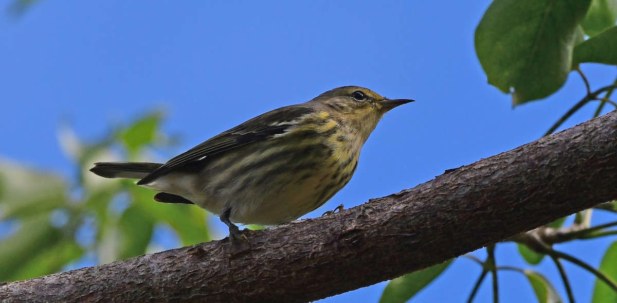 Reinita Atigrada - ML644668203