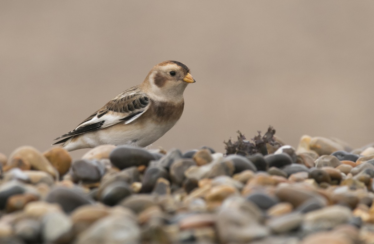 Escribano Nival - ML644668205