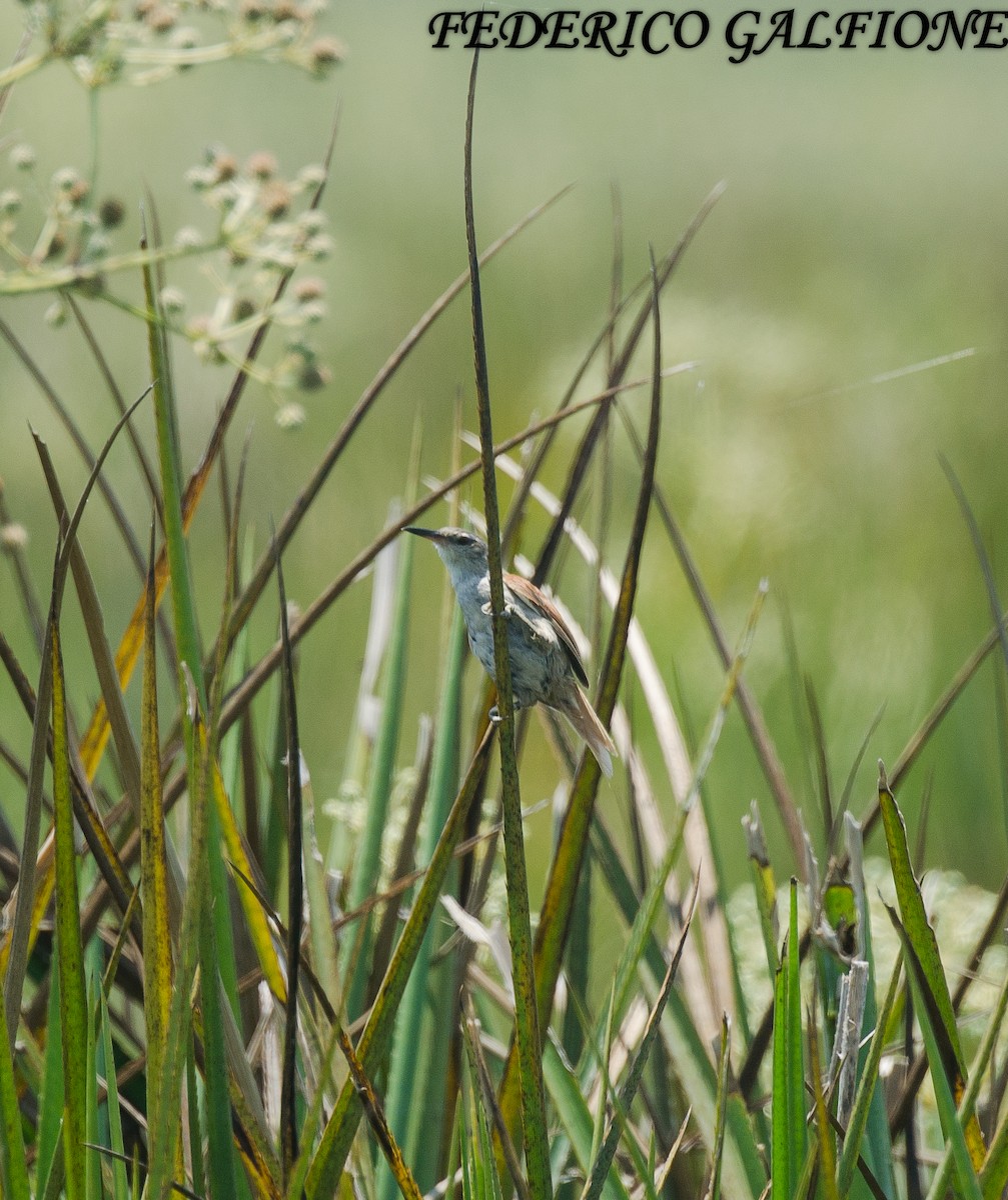 Pajonalera Piquirrecta - ML644668206