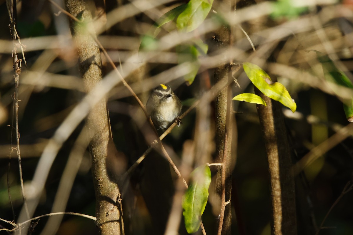 Reyezuelo Sátrapa - ML644668207