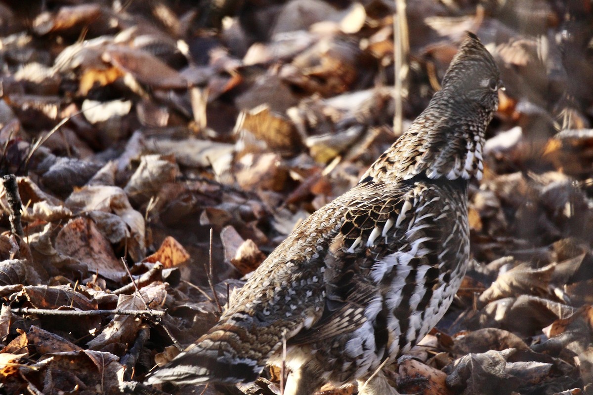 Grévol Engolado - ML644668208