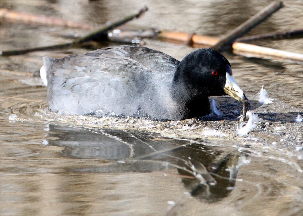 Focha Americana - ML644668209
