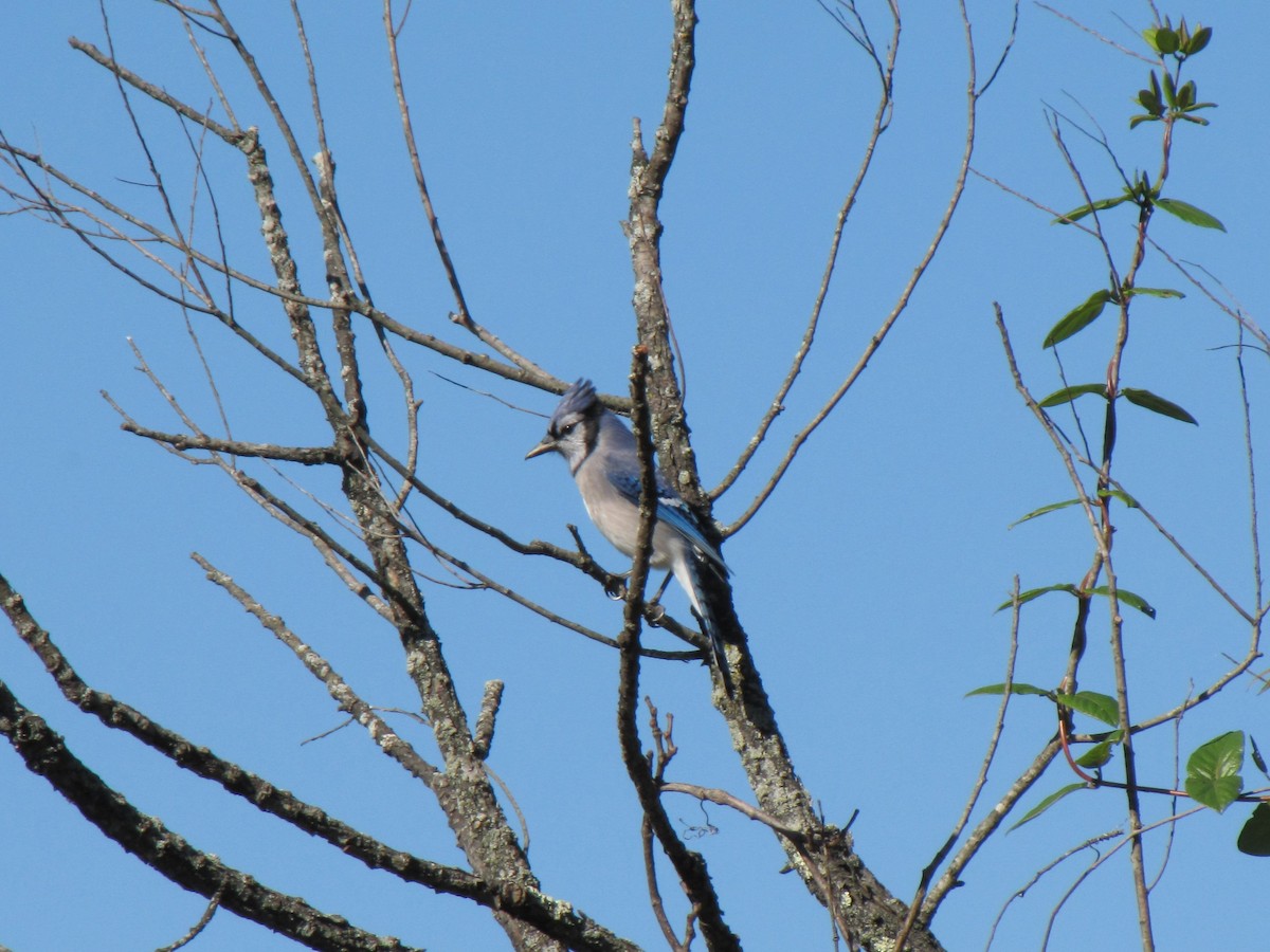 Chara Azul - ML644668210