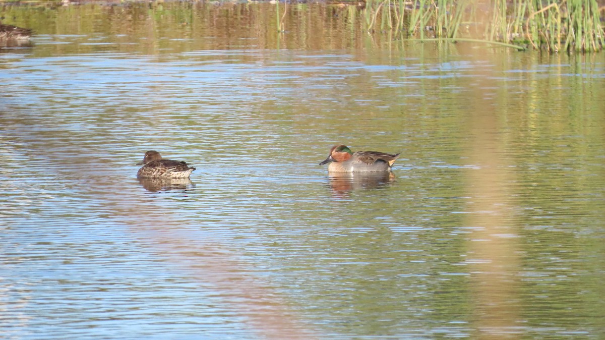 Cerceta Común (Americana) - ML644668211