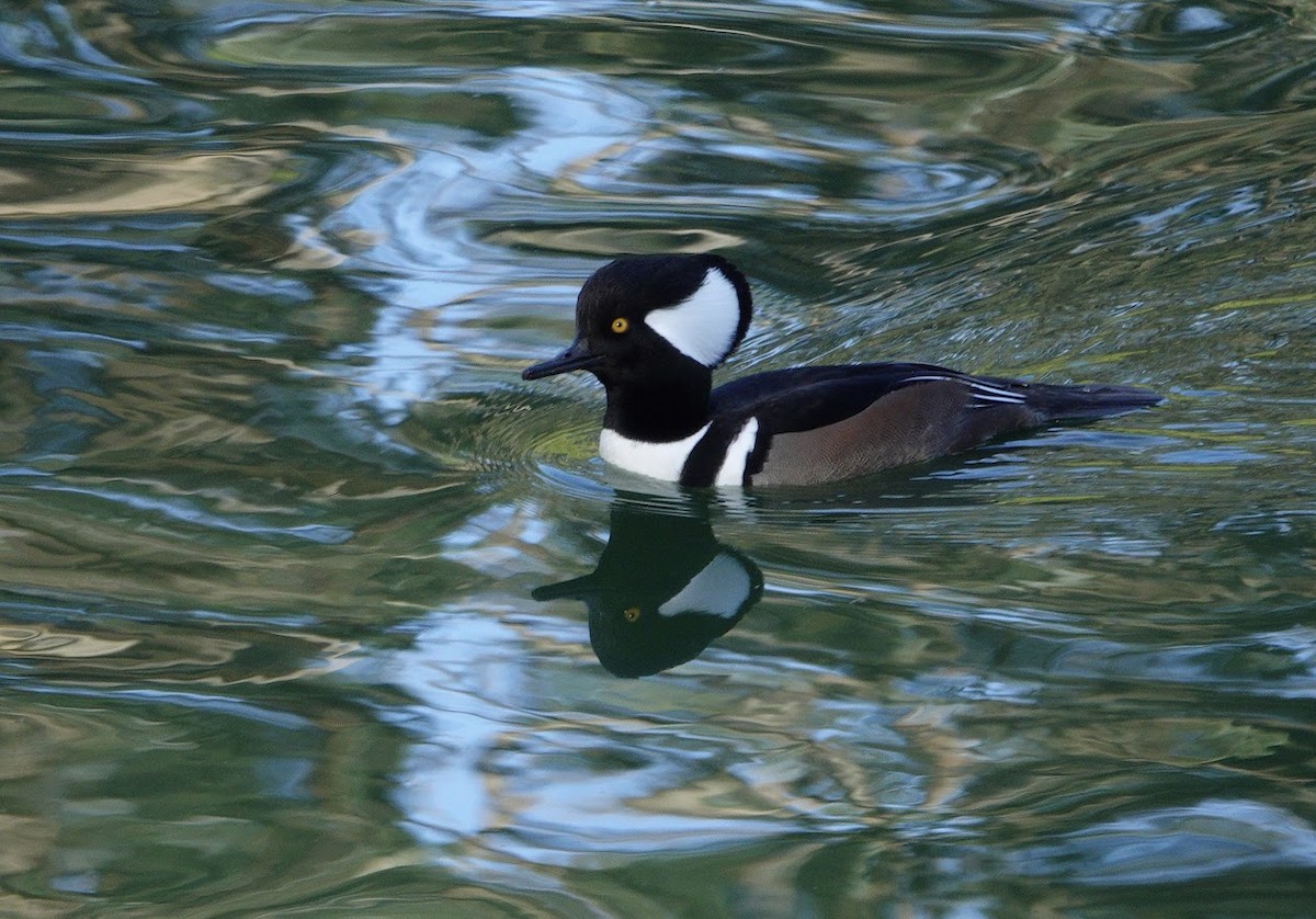 Serreta Capuchona - ML644668213