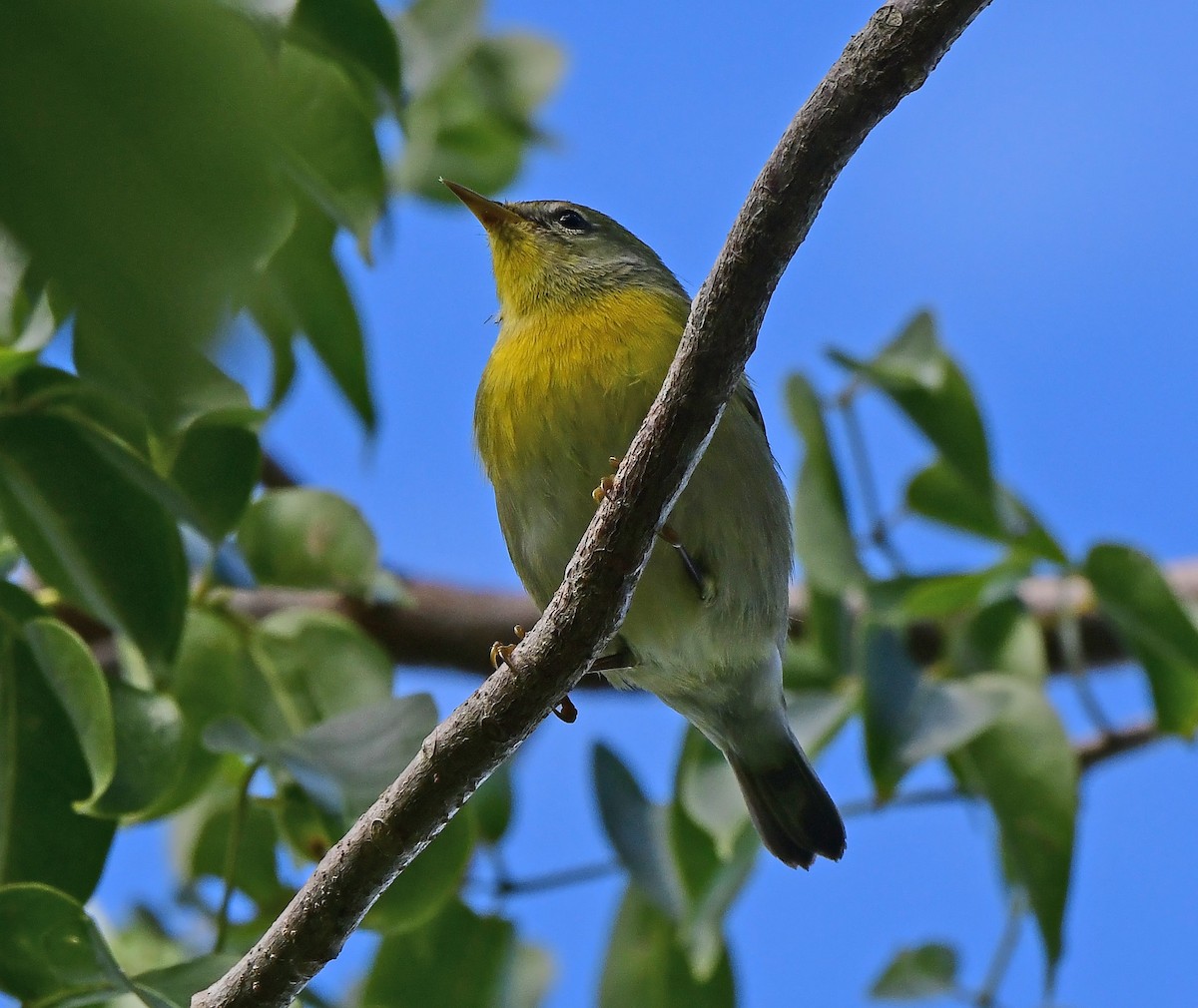 Parula Norteña - ML644668214