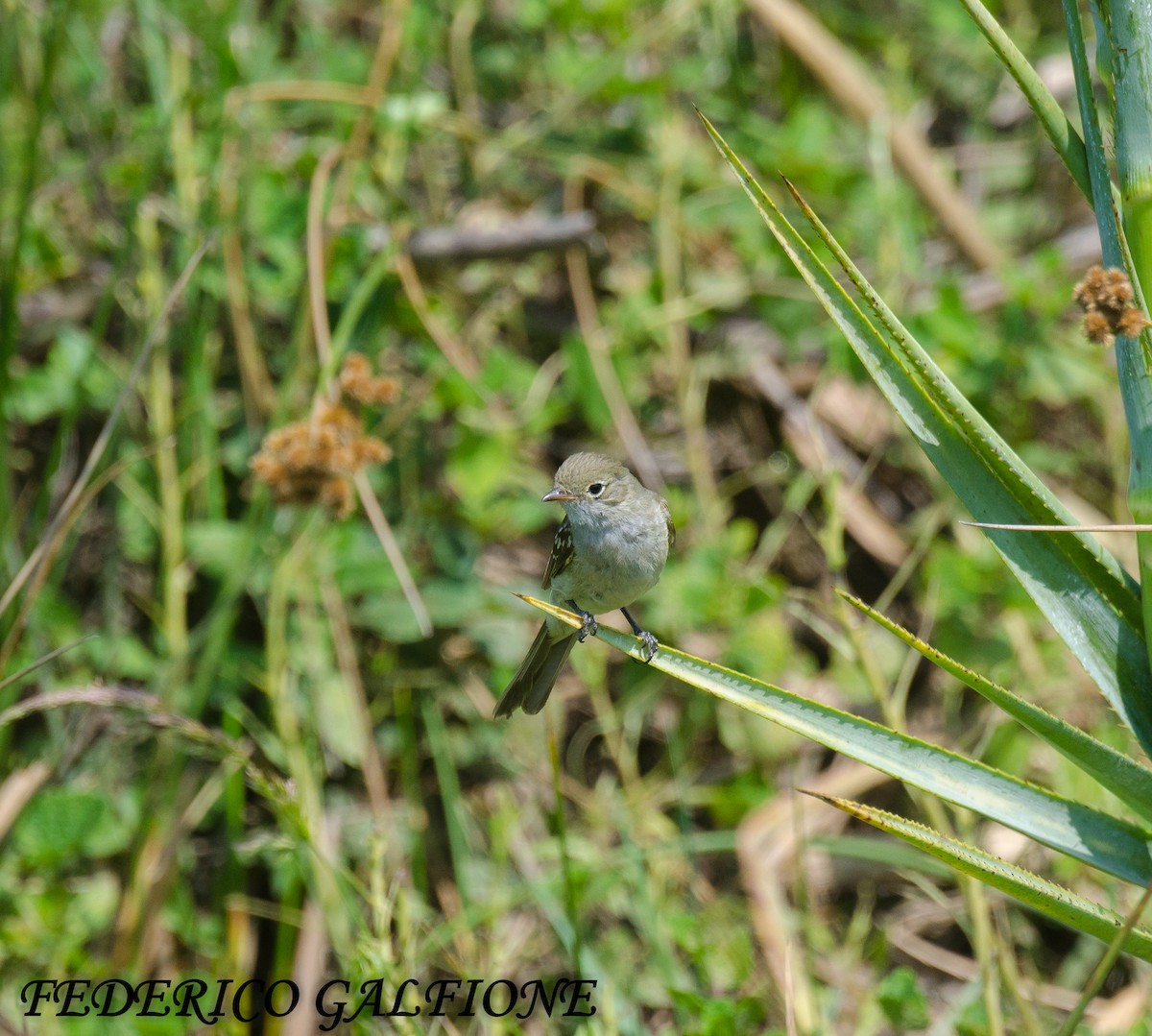 Fiofío Piquicorto - ML644668215