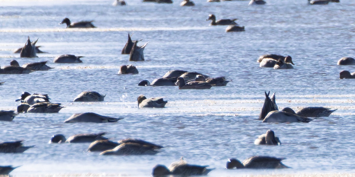 Porrón Bastardo/Bola - ML644668216