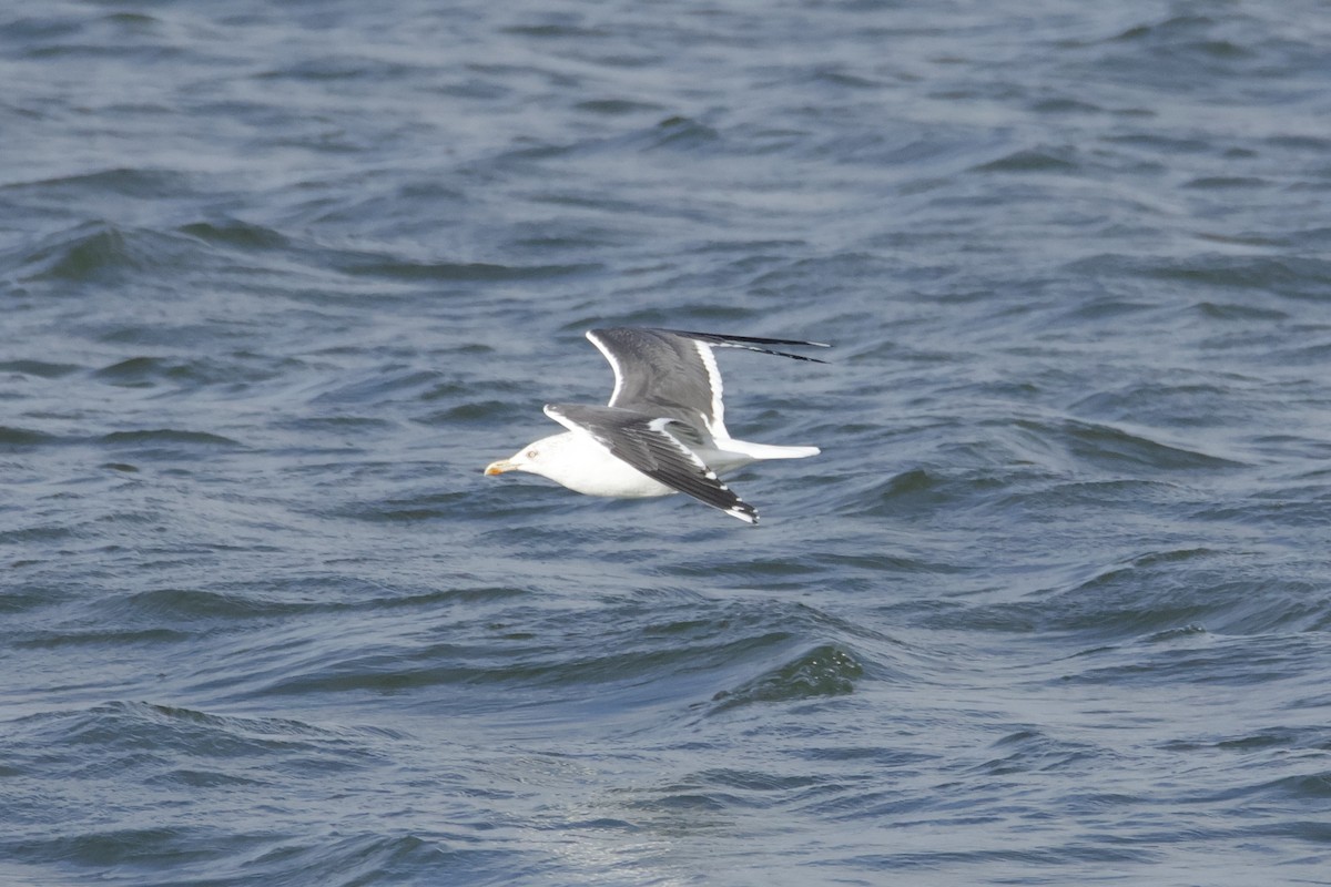 Gaviota Sombría - ML644668217