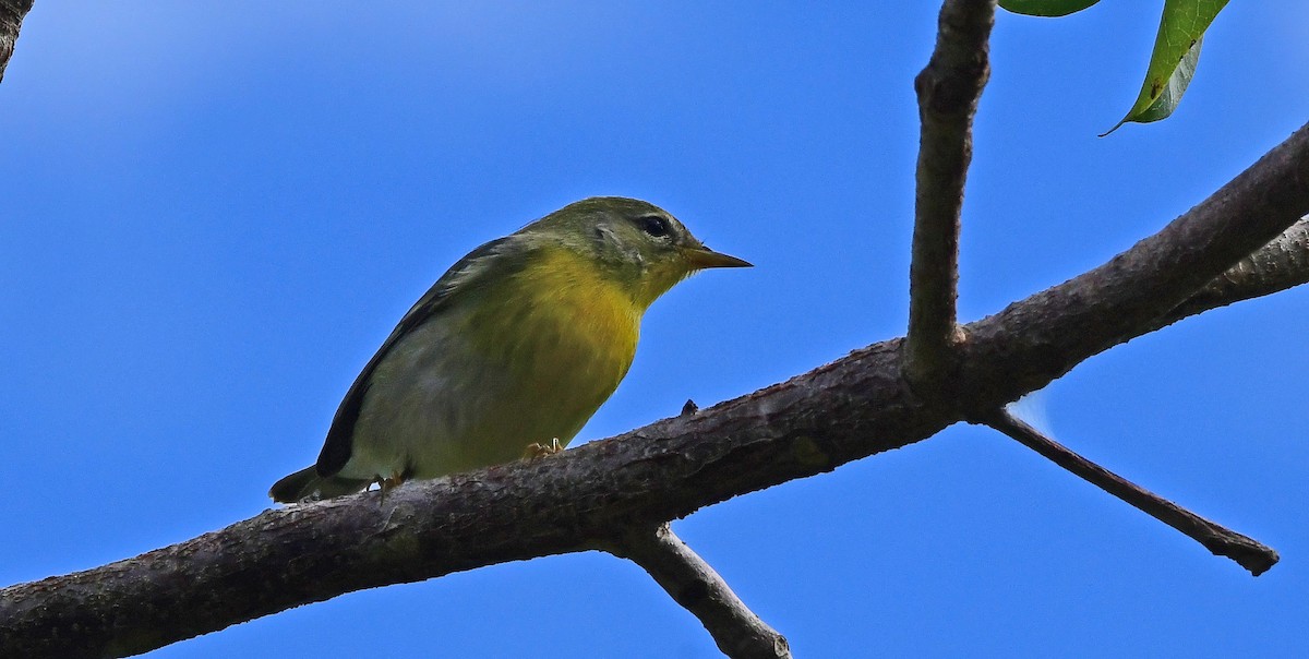 アサギアメリカムシクイ - ML644668227