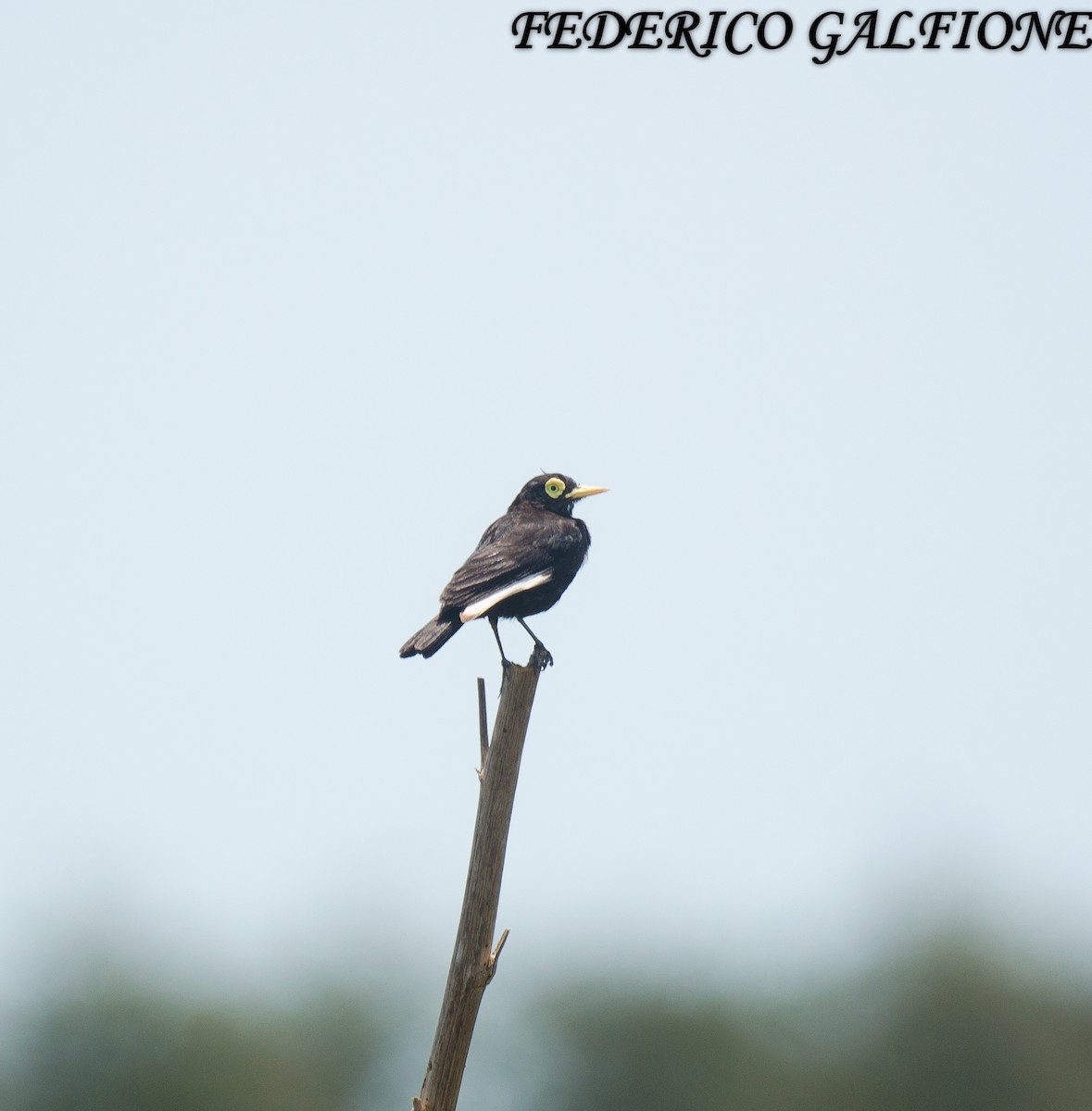 Spectacled Tyrant - ML644668238