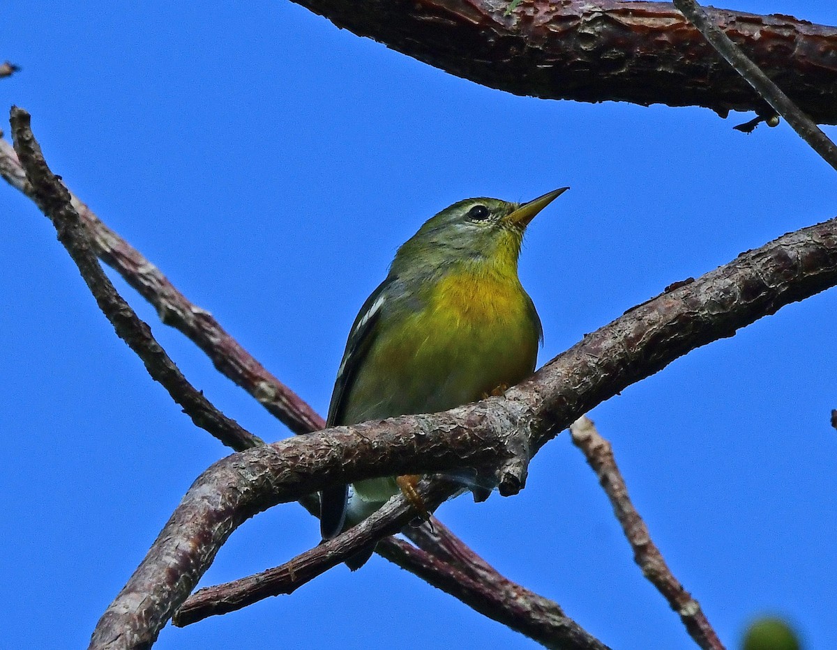 アサギアメリカムシクイ - ML644668240