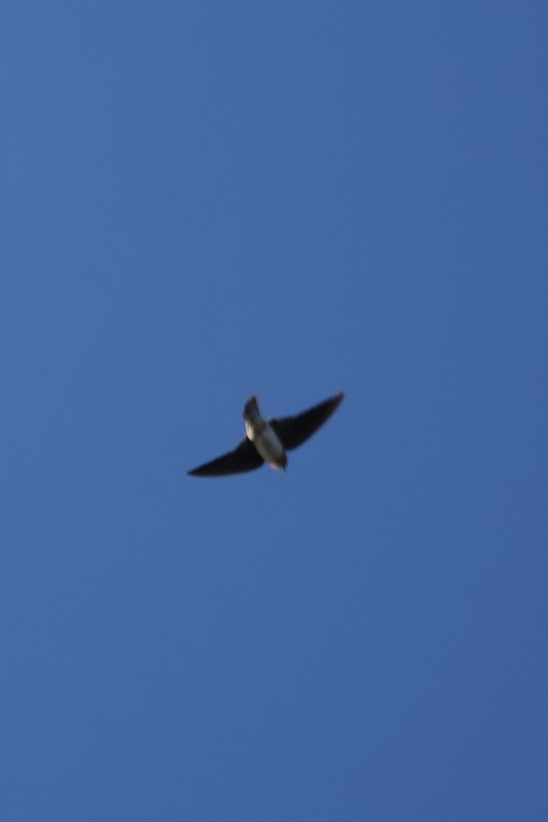 Cave Swallow - ML644668243